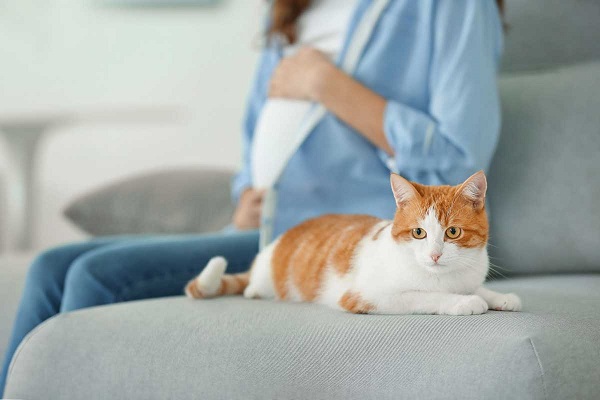 A Pregnant Woman & Cat In Sofa - Avoid Pets During Pregnancy.